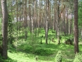 cwiczenia-terenowe-w-parku-narodowym-borow-tucholskich-19