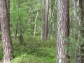 cwiczenia-terenowe-w-parku-narodowym-borow-tucholskich-30