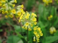 image027