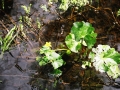 image034