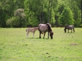 image036