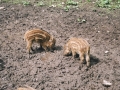 image037