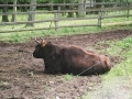 image042
