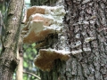 Białowieski Park Narodowy
