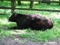 Białowieski Park Narodowy, Rezerwat Pokazowy Żubrów
