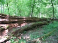 Białowieski Park Narodowy