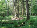 Białowieski Park Narodowy
