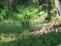 Białowieski Park Narodowy