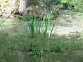 Białowieski Park Narodowy