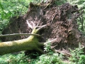 Białowieski Park Narodowy