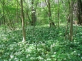 Białowieski Park Narodowy