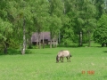 Białowieski Park Narodowy