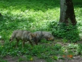 Białowieski Park Narodowy